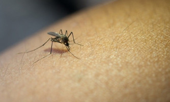 Saúde alerta sintomas de dengue e a importância da notificação de casos suspeitos