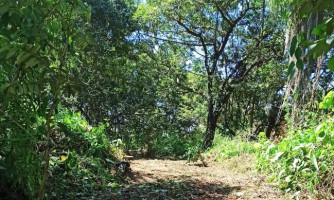 Iniciada demarcação de trilhas para implantação de Horto florestal em Alto Araguaia