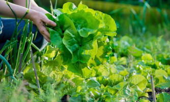 Semapa e parceiros de Alto Araguaia irão discutir Selo Nacional da Agricultura Familiar em evento