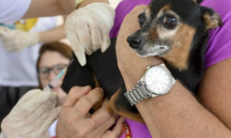 “Dia D” de vacinação antirrábica acontece neste sábado (19) em seis pontos de Alto Araguaia