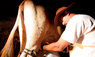 Projeto Nosso Leite será apresentado a produtores rurais de Alto Araguaia nesta sexta-feira