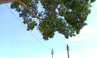 Com danos e risco de queda, árvore é removida após solicitação de moradores