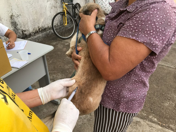 Segunda etapa de vacinação contra a raiva tem início nesta segunda na zona rural de Alto Araguaia
