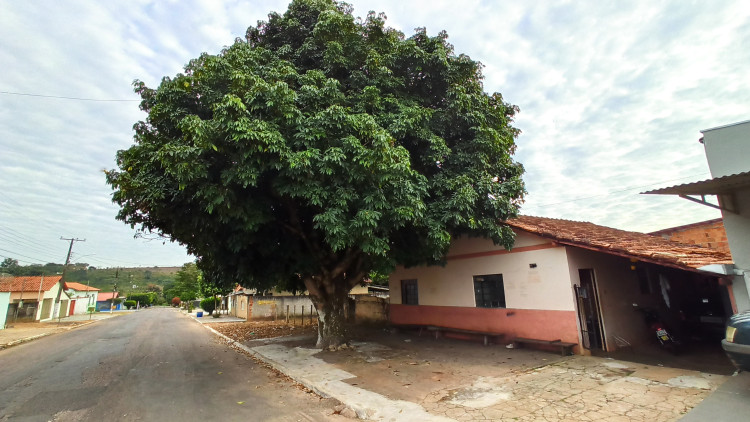 Raízes danificam estrutura de residência e moradora do Bairro Boiadeiro pede remoção de árvore