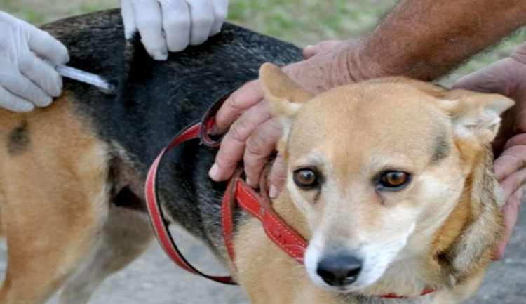 Campanha de vacinação contra raiva em cães e gatos entra nos últimos dias em Alto Araguaia