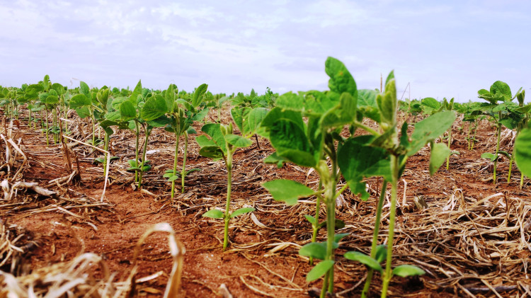 Palestra sobre manejo de solos arenosos para alta produtividade da soja será ofertada em Alto Araguaia