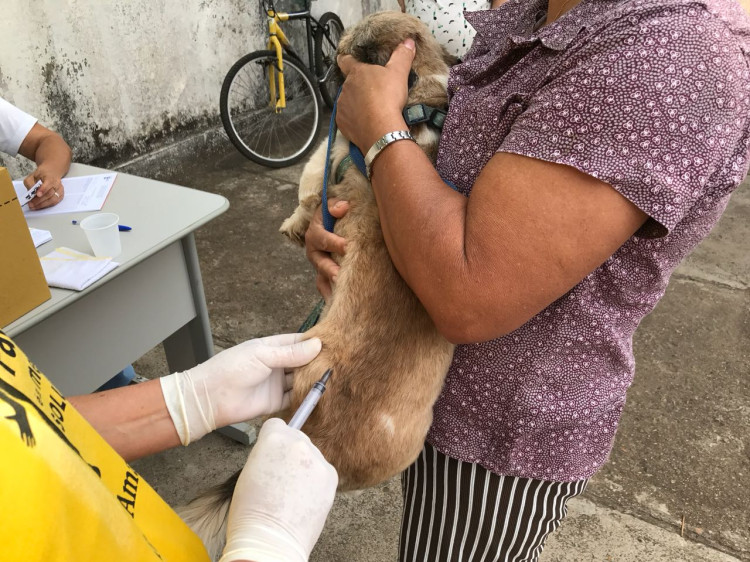 Alto Araguaia dá início à vacinação antirrábica; campanha segue até o dia 30 de setembro