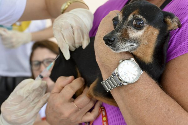 “Dia D” de vacinação antirrábica acontece neste sábado (19) em seis pontos de Alto Araguaia