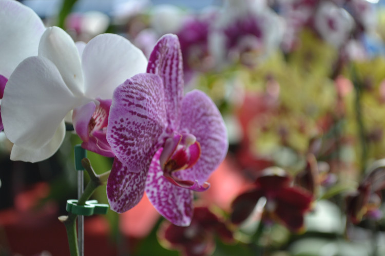 Alto Araguaia recebe Feira de Orquídeas e Artesanato entre quarta-feira e domingo