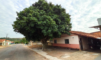 Raízes danificam estrutura de residência e moradora do Bairro Boiadeiro pede remoção de árvore