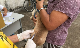 Campanha de vacinação contra raiva tem resultados positivos em Alto Araguaia; ação é iniciada na zona rural
