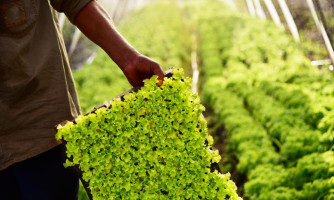 Parceria entre prefeitura, Sindicato Rural, Senar e Famato oferece curso gratuito de Olericultura em Alto Araguaia