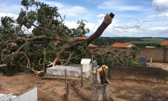 Forte chuva com ventos de 75km/h causa estragos e derruba árvores em Alto Araguaia