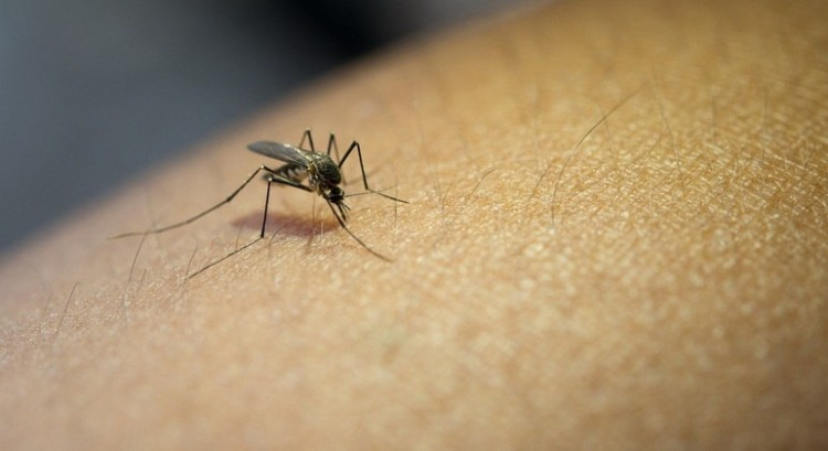 Saúde alerta sintomas de dengue e a importância da notificação de casos suspeitos